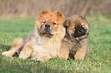 CHOW CHOW 193